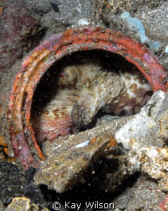 Octopus hiding in a discarded paint can. Kingstown
Indig... by Kay Wilson 